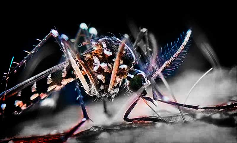 En Rosario ya hay mosquitos, pero aún no circula el virus del dengue: ¿cómo combatir al aedes?