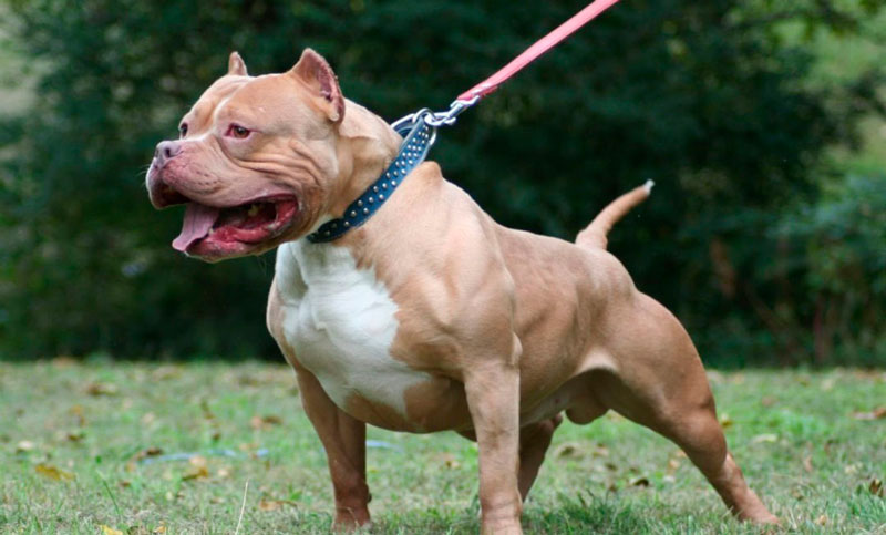 Mató al pitbull de su vecina y la dueña atacó a la hija del agresor: quedaron detenidos