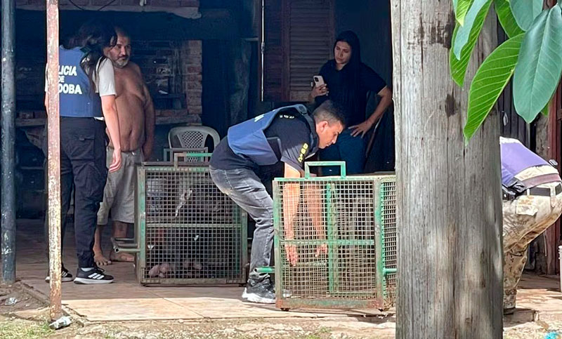 Tres pitbulls atacaron a un niño de 9 años en Córdoba y está grave
