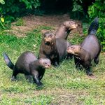 Histórico: Argentina logra reintroducir a la nutria gigante, un mamífero en peligro de extinción