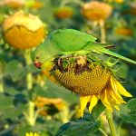 Productores del norte santafesino piden declarar plaga a palomas y cotorras por daños al girasol