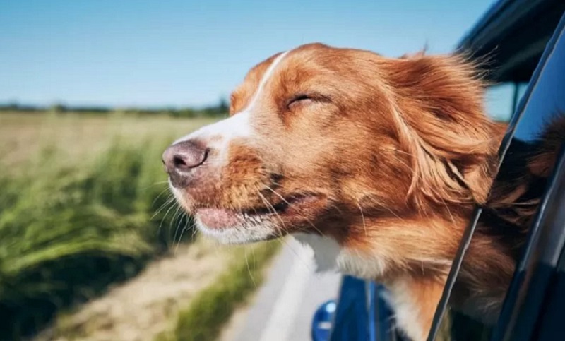 Vacaciones con mascotas: ¿qué cuidados se deben tener en cuenta?