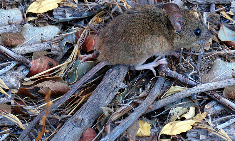 Alerta sanitaria en Argentina: aumentan los casos de hantavirus y la letalidad alcanza el 39%