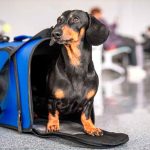 Mascotas a bordo: se podrá viajar con animales en micros y trenes larga distancia, ¿bajo qué condiciones?