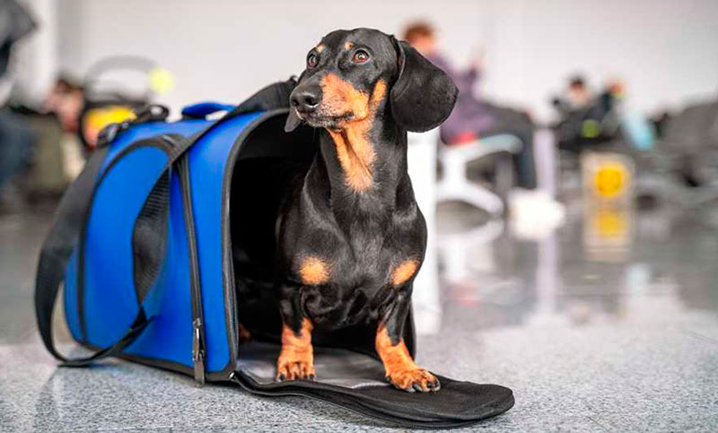 Mascotas a bordo: se podrá viajar con animales en micros y trenes larga distancia, ¿bajo qué condiciones?