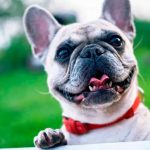 Menos hijos, más mascotas: veterinarios advierten que muchas parejas eligen un perro antes que formar familia