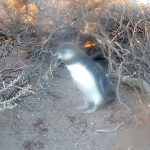 El Conicet realiza un nuevo streaming en una reserva de pingüinos de Magallanes en Chubut