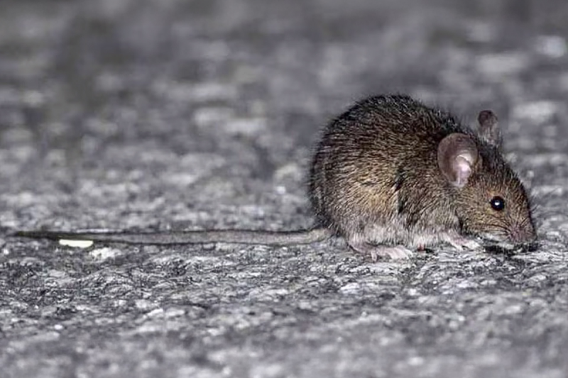 Murió un joven en el norte santafesino por leptospirosis