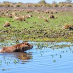 Regresar a “casa”: Santa Fe concretó más de 500 liberaciones de fauna silvestre en 2025