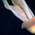 El streaming del Conicet en el Mar Argentino halló una increíble medusa gigante