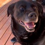 Pitbull mató a una mascota universitaria en Santa Fe y generó indignación contra su dueño
