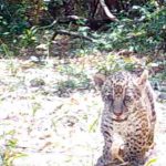 Confirmaron el nacimiento de un segundo yaguareté en El Impenetrable