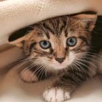 Alertan sobre casos de panleucopenia felina, una enfermedad viral grave y altamente contagiosa