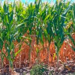 El Inta San Pedro determinó que enero fue el más seco de los últimos 60 años