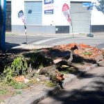 Un frondoso gomero extraído en barrio Abasto reavivó el debate por la preservación de los árboles en Rosario