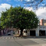 La Municipalidad sacó un árbol de gran tamaño en barrio Abasto: ambientalistas reclamaron