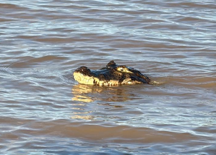Un yacaré suelto en Rosario: bañistas de La Florida se vieron sorprendidos por la presencia del reptil en el río