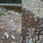 Cuando la lluvia mata: el pulso tóxico invisible detrás de la mortandad de peces en el río Carcarañá