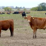“No existe un plan agropecuario, pesquero y frutihortícola que se adapte a la realidad productiva de Argentina”
