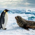 Calentamiento global: el pingüino emperador y la foca peletera antártica se encuentran en peligro de extinción