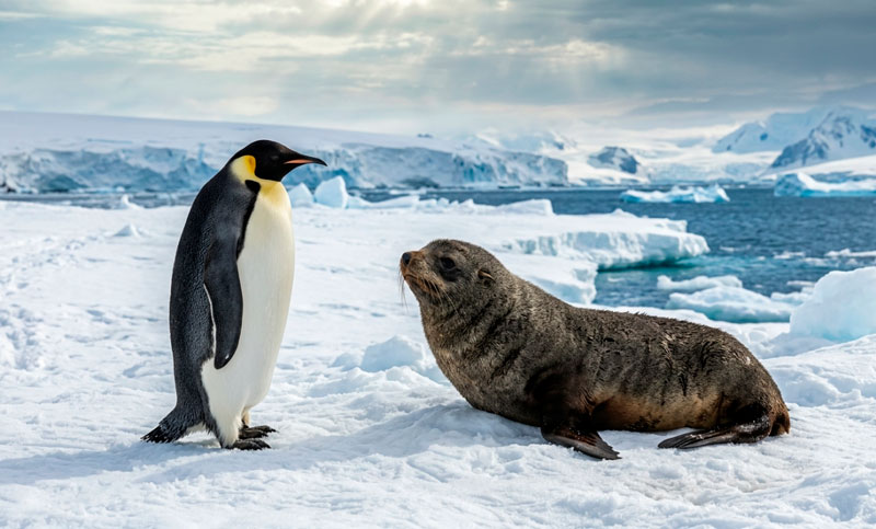 Calentamiento global: el pingüino emperador y la foca peletera antártica se encuentran en peligro de extinción