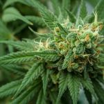 Marcha de la Marihuana en Rosario: «Estamos hartos de que nos maltraten, nos ninguneen y no se respete el trabajo que hacemos»