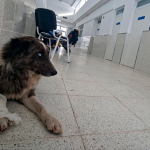 Se registraron más de 1.100 atenciones desde la apertura del Hospital Animal de Rosario
