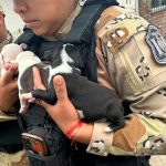 Tras una denuncia por maltrato animal, rescataron a diez perros pitbull en Salta