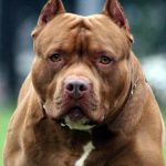 Un pitbull atacó a un niño de 6 años y le provocó una herida en el rostro en Córdoba