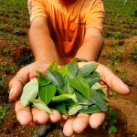 La crisis en Bolivia comenzó a impactar en Salta y Jujuy: la hoja de coca escasea y tiene fuerte aumento de precios