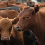 La faena vacuna cayó al nivel más bajo en décadas y el consumo de carne por habitante sigue en descenso