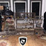 La Brigada Ecológica rescató a 53 aves que iban a ser vendidas