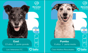 Un mundial de cuatro patas: Salta lanzó una campaña con figuritas de perritos en adopción