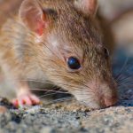Hantavirus: todo lo que hay que saber sobre la enfermedad que en Santa Fe registra siete casos