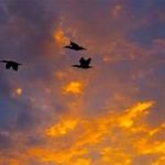 El negocio de matar: el gobierno de Entre Ríos autorizó la matanza de aves autóctonas