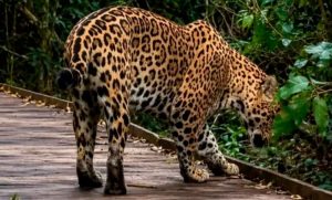 Inédito: turistas filmaron por primera vez a un yaguareté nacido en libertad en los Esteros del Iberá