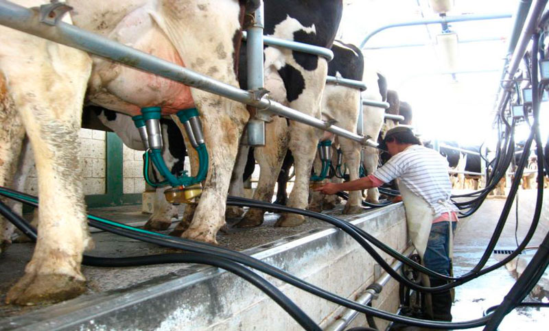 La producción láctea alcanzó el nivel más alto en diez años en este cuatrimestre, mientras el consumo bajó un 5%