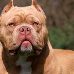 Una niña de 6 años sufrió graves heridas tras ser atacada por un pitbull en Córdoba