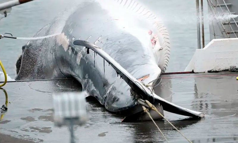 Islandia reanudó la caza de ballenas y crecen las protestas ambientalistas