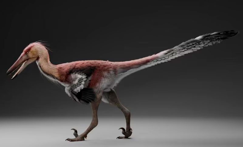 Histórico: hallan una nueva especie de dinosaurio raptor en Santa Cruz