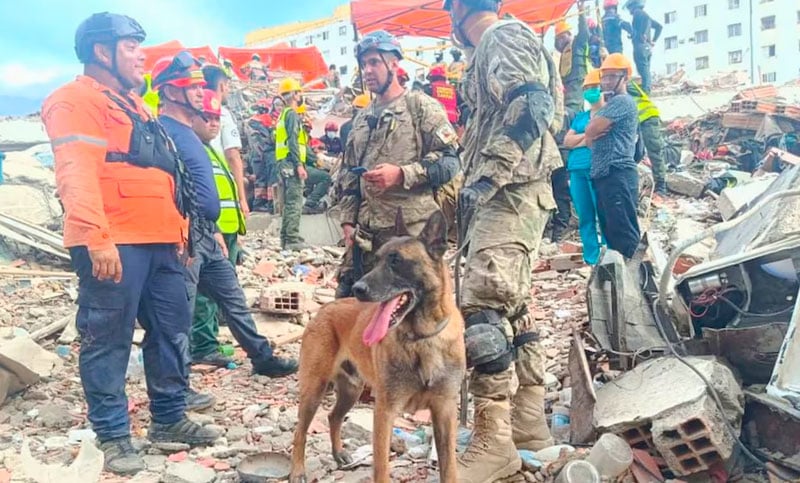 Bart, el perro argentino que se convirtió en héroe al rescatar a dos niños bajo los escombros en Venezuela