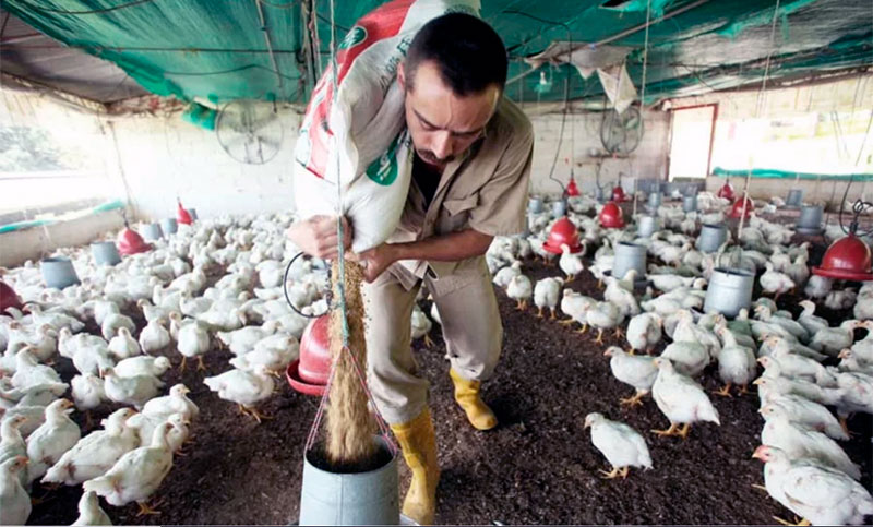 Alimentación acordó una suba salarial del 1,9 % para trabajadores del procesamiento de aves