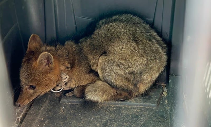 Rescatan a un zorro encadenado que se exhibía en una casa de comidas