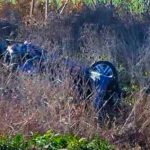 Tragedia en Casilda: detuvieron al conductor investigado por el siniestro en el que murieron tres jóvenes