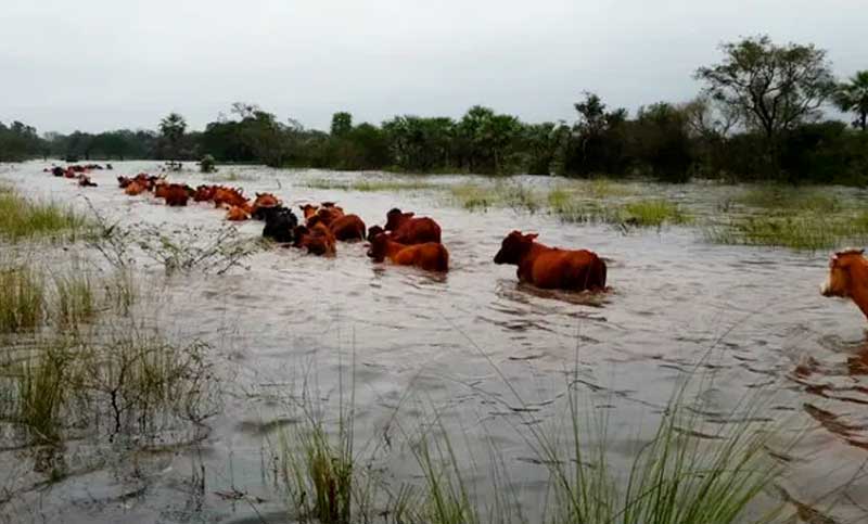 Declaran la emergencia agropecuaria por inundaciones en varios departamenos de Santa Fe