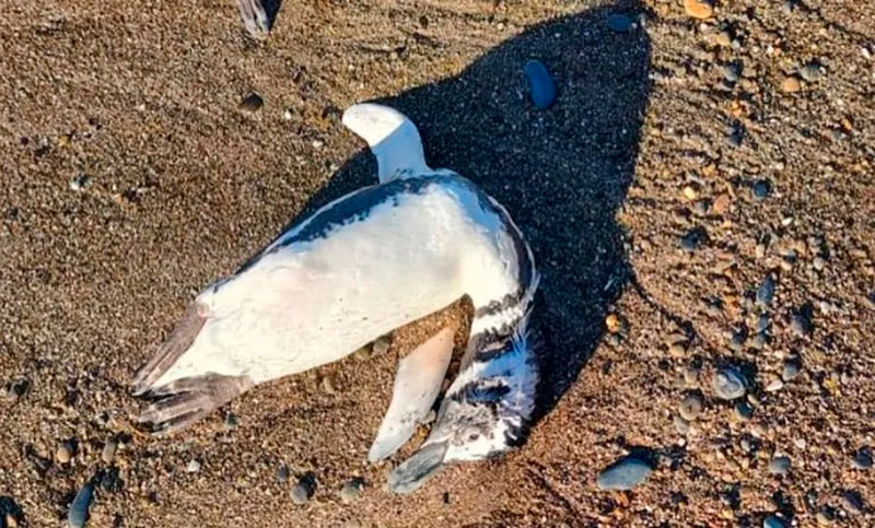 Alerta en la Patagonia por la aparición de pingüinos muertos en la costa
