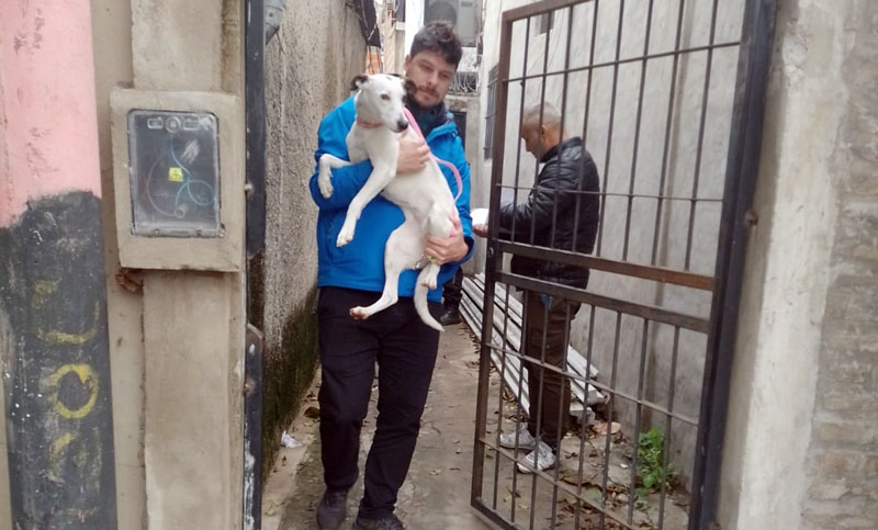 Rescataron a una perrita que estaba atada con una cadena corta y expuesta a la intemperie en zona sudoeste