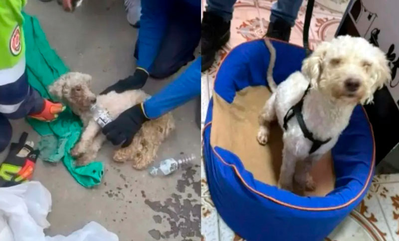 Venezuela: rescataron con vida a un caniche bajo los escombros, creen que intentó proteger a su dueña