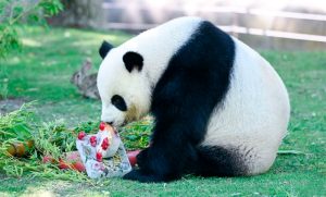 Ante la ola de calor, el zoológico de Madrid le dio helados especiales a los animales 