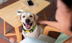 Un estudio reveló que el estado de ánimo de los humanos influye en la obediencia de los perros